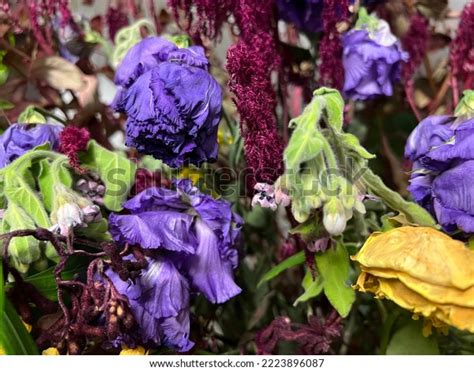 Dead Purple Flowers Withered Purple Flowerflowers Stock Photo ...