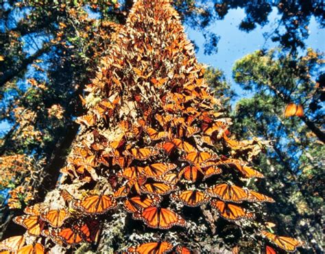 El Santuario De Las Mariposas Monarca