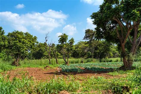 Vegetable Garden In Village In Sri Lanka Stock Image Image Of Hill