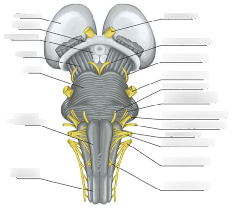 Brainstem Anatomy Diagram Quizlet