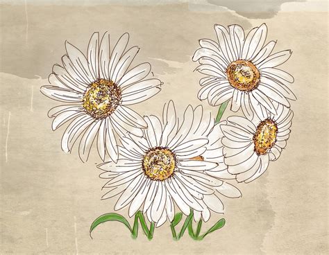 Vintage Daisy Illustration