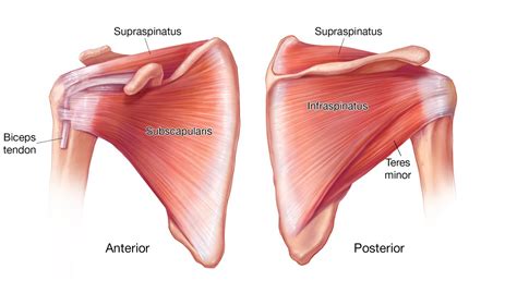 Tears Of The Subscapularis Hidden And Forgotten No More Shoulder