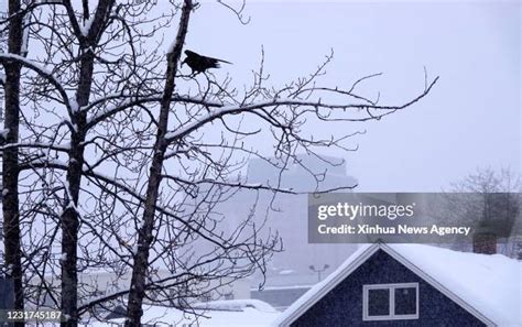 95 Anchorage Snowfall Stock Photos, High-Res Pictures, and Images - Getty Images