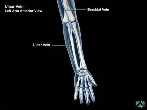 Anatomy