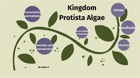 Kingdom Protista Algae by Aidan Salagala