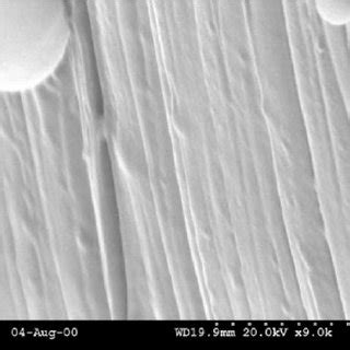 Scanning Electron Micrographs Of Cryogenic Fracture Surfaces In An