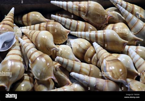 Sea Shells In The Market Conch Shells At Puri Sea Beach Evening Market