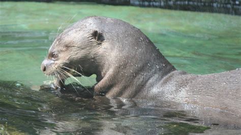 Riesenotters Giant Otters Zoo Dortmund Youtube