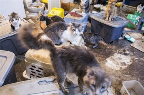 About 100 Cats Pulled From Hoarding Situation Life With Cats