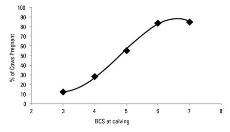 Fetal Development Cow Pregnancy Stages