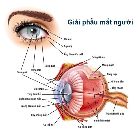 Giải Phẫu Mắt Cấu Tạo Của Mắt Các Bộ Phận Và Chức Năng