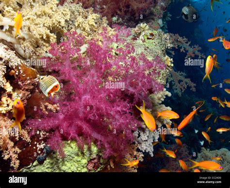 Coral Reef In The Red Sea Egypt Stock Photo Alamy