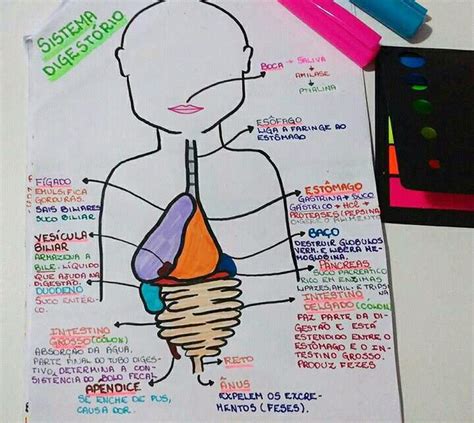 Resumo De Biologia Sistema Digestório Digestorio Fisiologia Mapas