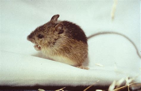 Meadow Jumping Mouse | Northwoods Stewardship Center