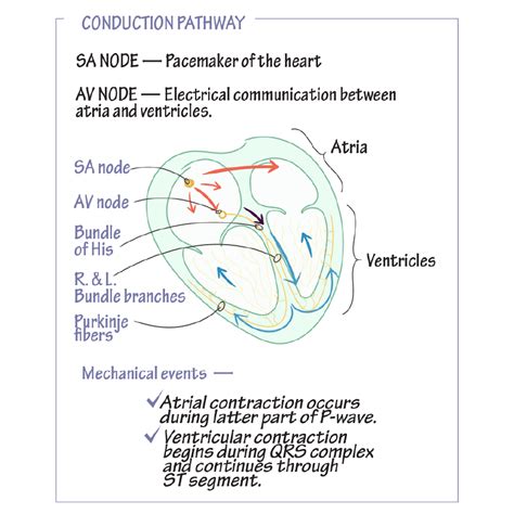 Physiology Glossary Cardiac Conduction Pathway Draw It To Know It