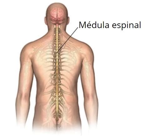 Qué es la medula espinal 27 enero 2021 06 04