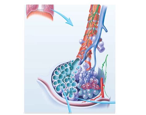 Lobule of a lung Quiz