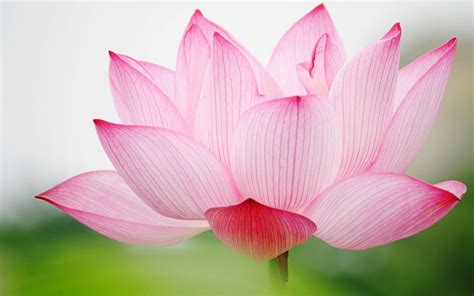 Zen Lotus Flower Wallpapers - Top Free Zen Lotus Flower Backgrounds ...