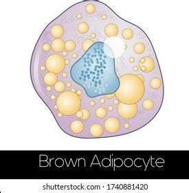 110 Brown Adipose Tissue Images Stock Photos Vectors Shutterstock