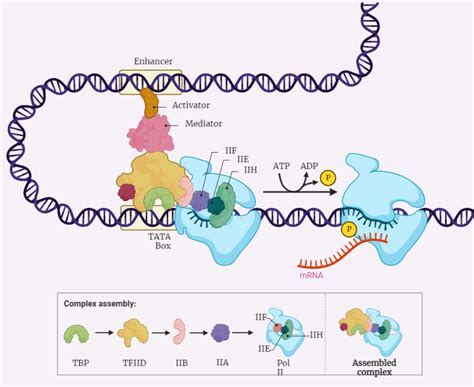 Eukaryotic Transcription Rethink Biology Notes