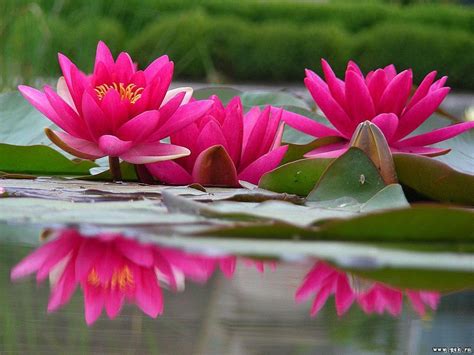 Water Lily Wallpapers - Wallpaper Cave