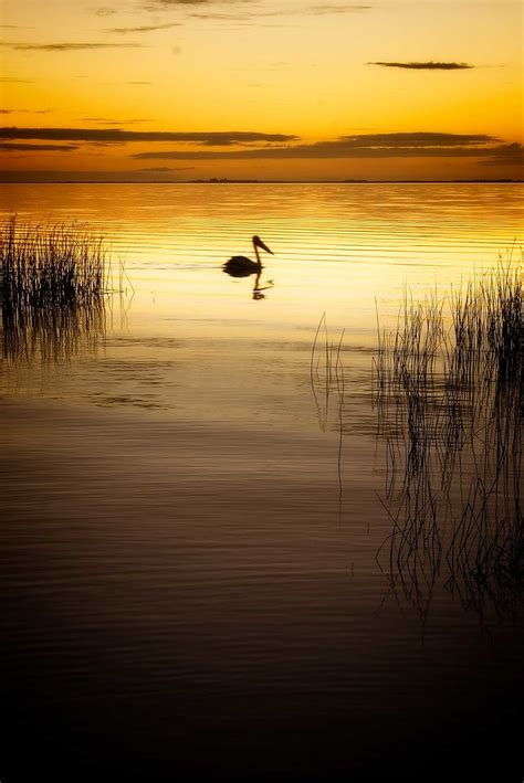 Lake Albert Pelican Lake Albert At Sunset Meningie South Jack