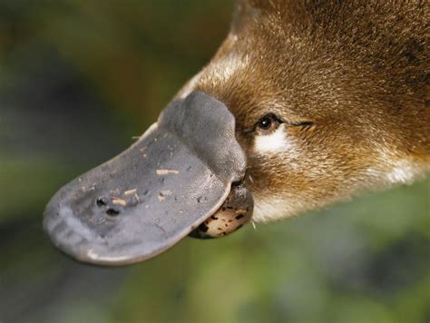 Duck-billed Platypus - Untamed Science