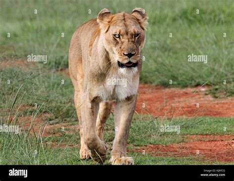 Rietvlei Nature Reserve Hi Res Stock Photography And Images Alamy