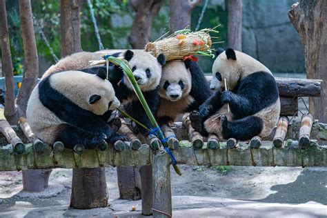 直击｜过节了，重庆四只熊猫凑一桌“围炉吃果”共享大餐快看澎湃新闻 The Paper