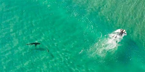 Sharks Approach Surfers Surfgirl Magazine Big Shark Drone Photography Surfer