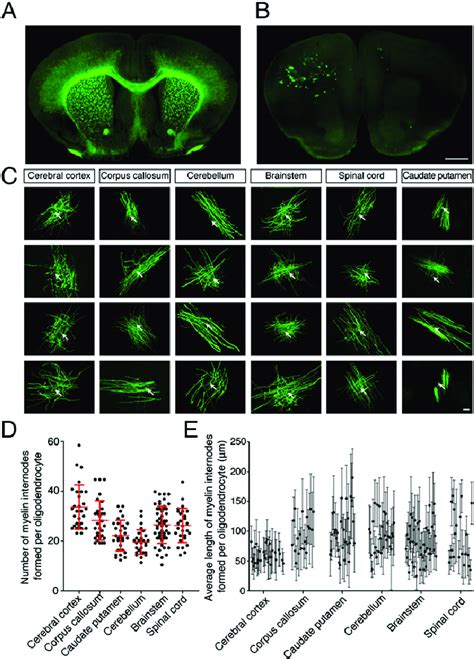 Oligodendrocytes Exhibit Striking Diversity In The Number And Length Of