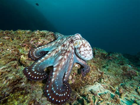 Day Octopus · Octopus cyanea · Reeflings Library