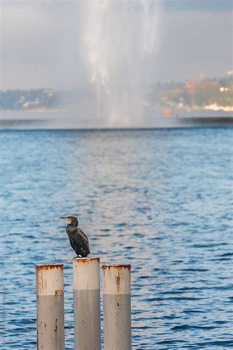 The Cormorant And The Jet D Eau Fountain By Stocksy Contributor Agha