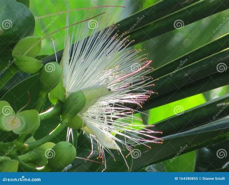 Lotus Flower stock image. Image of trees, flower, thailand - 164380855