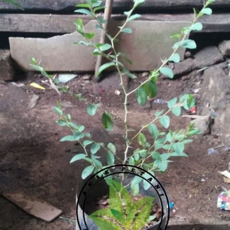 Jual Bibit Pohon Tanaman Daun Bidara Arab Sidr Herbal Banyak Manfaat