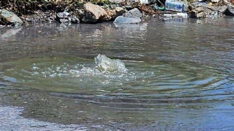 Emanan fétidos olores por fuga de aguas negras