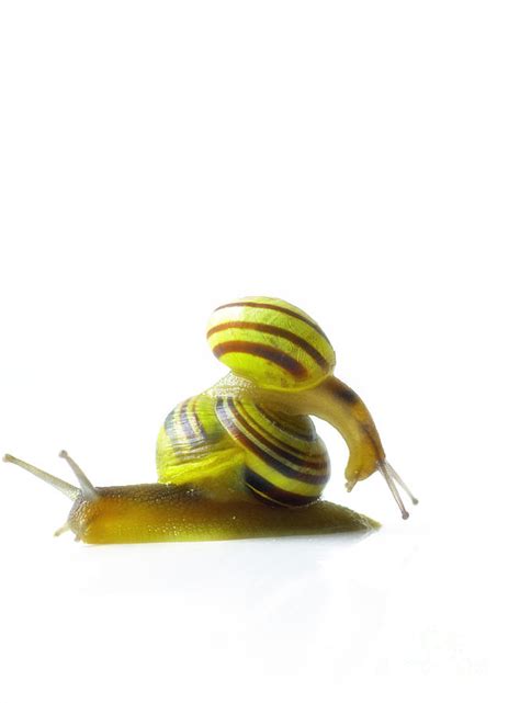 Funny Snail Photograph by Tanja Riedel - Fine Art America