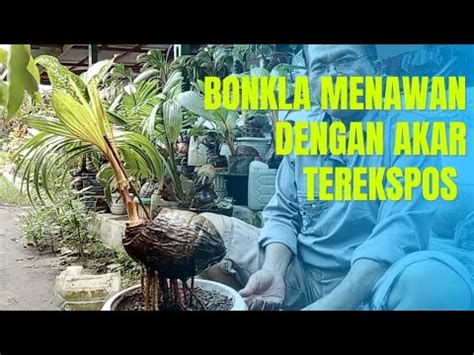 Cara Ekspos Akar Bonsai Kelapa Media Air Youtube