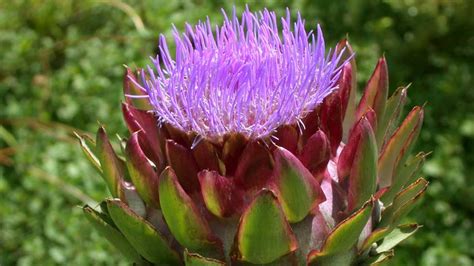 Артишок (лат. Cynara). Артишок колючий. Применение в лечении - YouTube