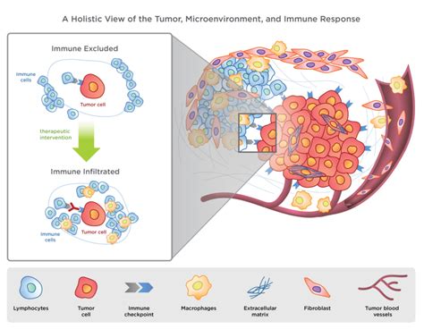 NCounter PanCancer Immune Profiling Panel