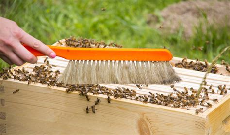 Beginning Beekeeping Supplies - What You Need To Get Started - Complete ...