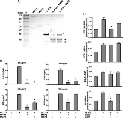 Dual Protective Mechanisms Of Matrix Metalloproteinases 2 And 9 In