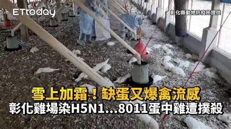 雪上加霜！缺蛋又爆禽流感 彰化雞場染h5n18011蛋中雞遭撲殺 Youtube