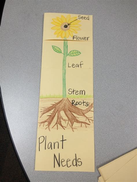 Parts Of A Plant Flip Book Second Grade Ideas Pinterest Flip