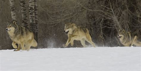 Court Order Alters Montana Wolf Hunting Season | Rocky Mountain Elk ...