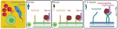 Frontiers Haptoglobin Is Dispensable For Haemoglobin Uptake By