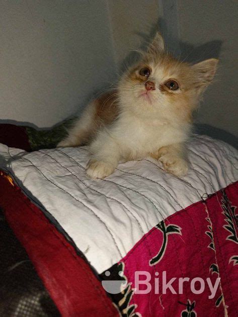 Persian For Sale In Mirpur Bikroy