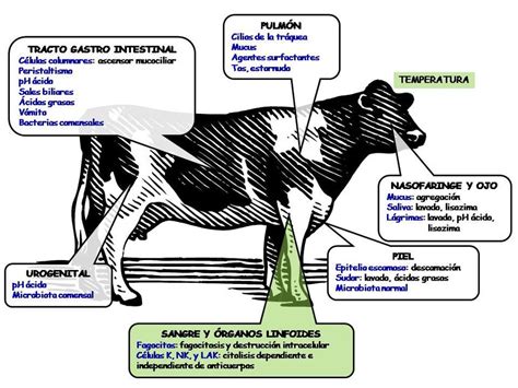 Tipos De Defensas De Los Animales