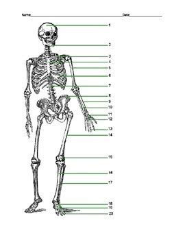 Sports Med Final Diagram Quizlet