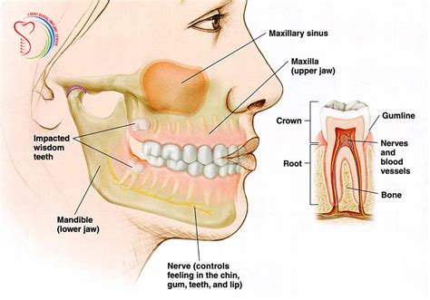 Pain In Sinus Cavity And Teeth TeethWalls